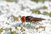 210151 – Photo : Marc Solari – France (68)